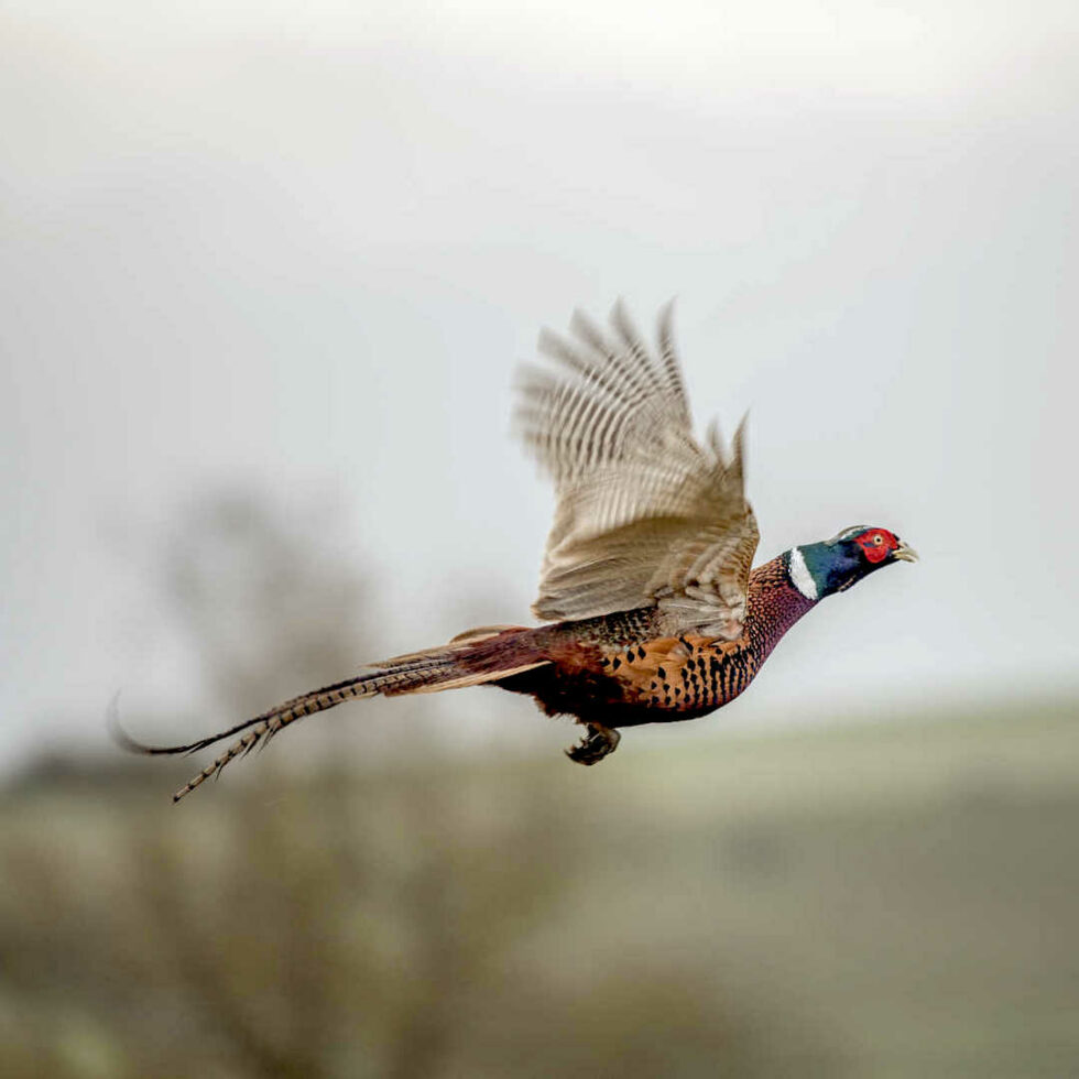 Pheasant | SD Hunt